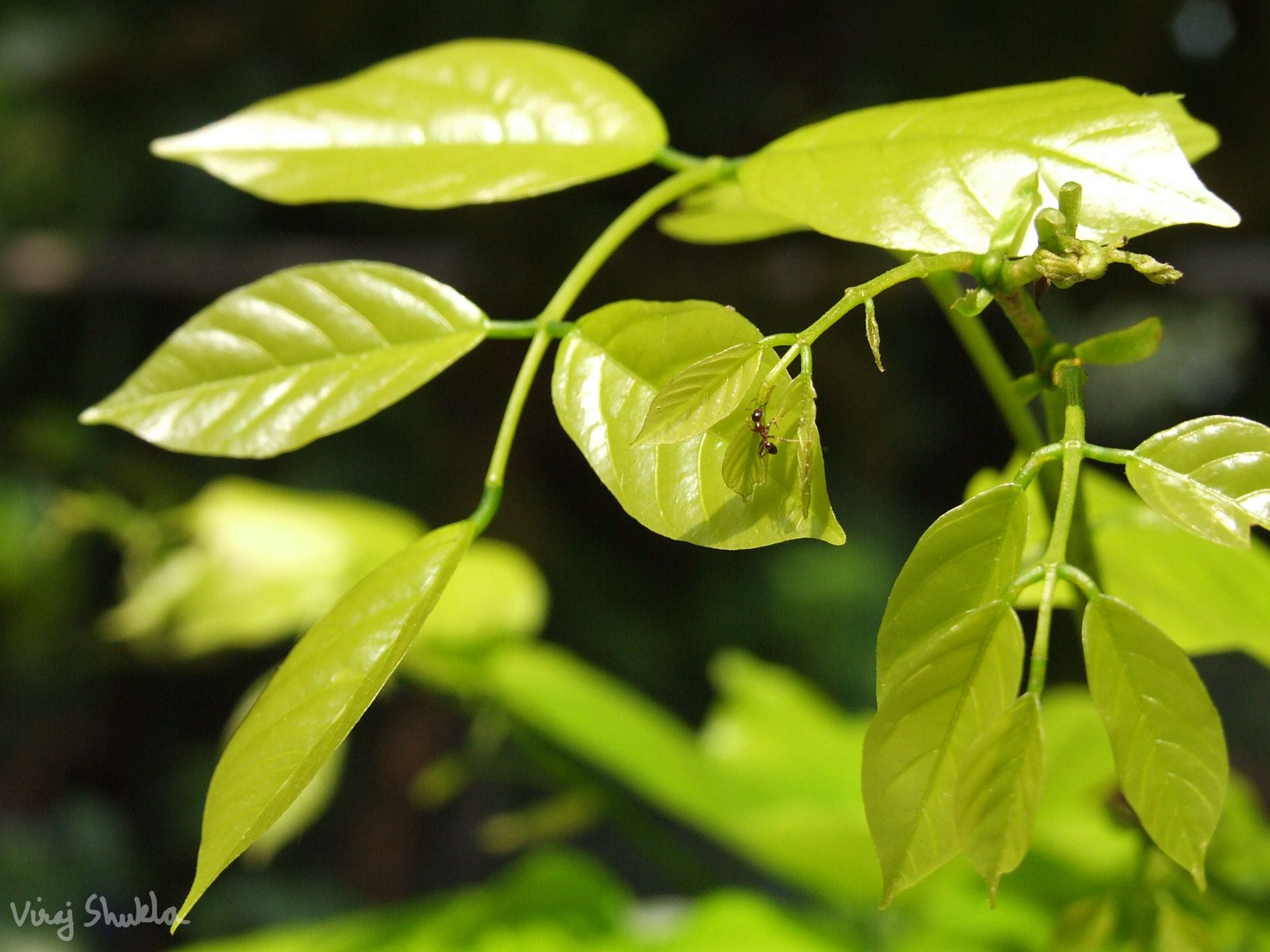batch_DSCF2439.jpg