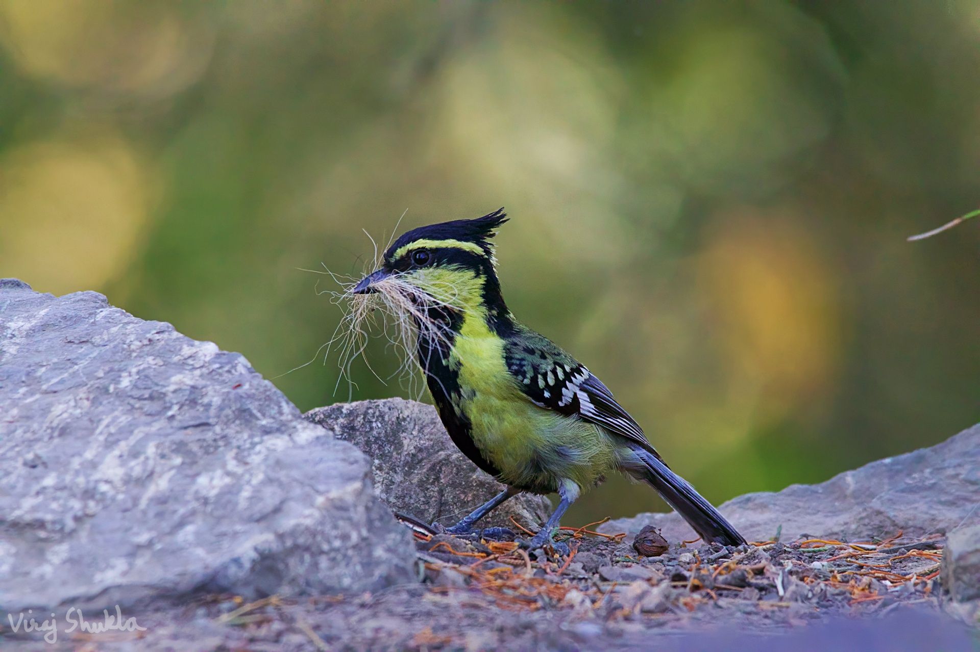 batch_IMG_1055-topaz-denoise-sharpen.jpg