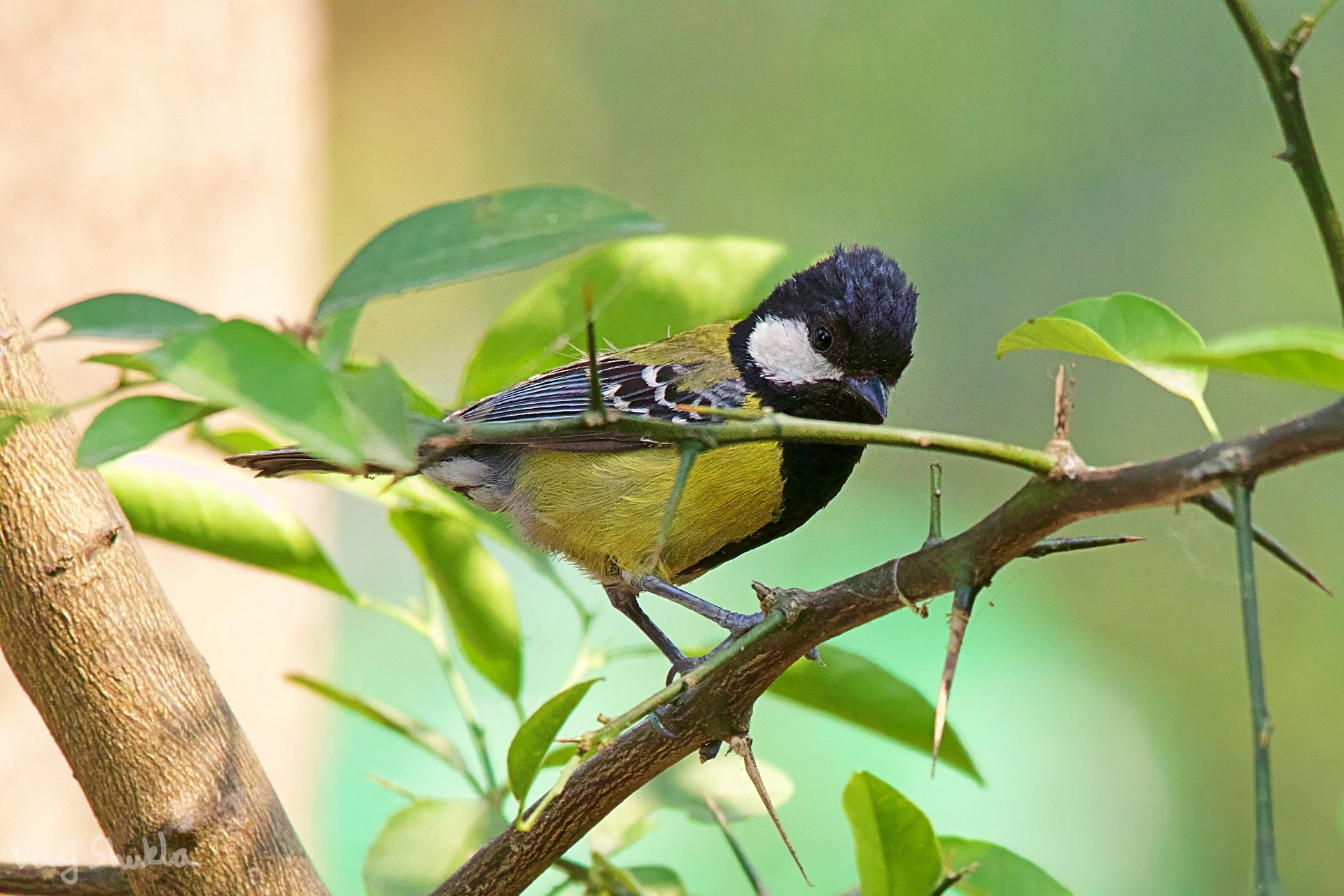 batch_IMG_1953(1)-topaz-denoise-sharpen.jpg