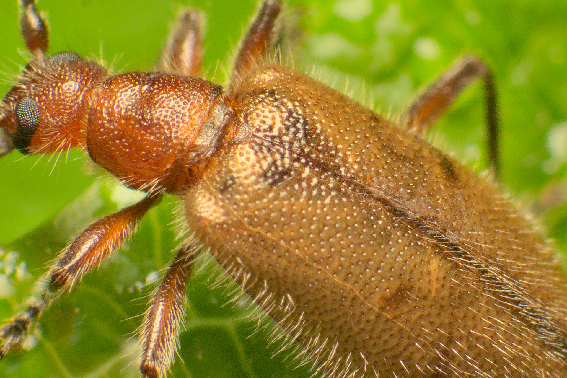 After Macro Photo Processing Comparison